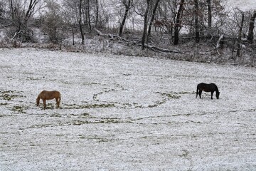 Horses grazing in a snow-covered pasture with a small distance between them