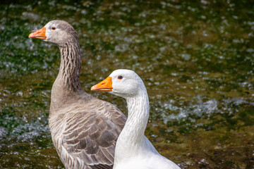 oiseau