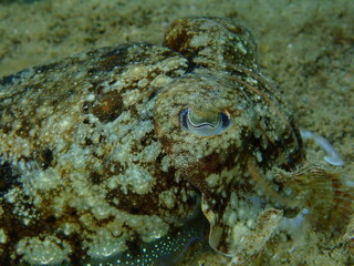 Common cuttlefish or European common cuttlefish (Sepia officinalis) close-up undersea, Aegean Sea, Greece, Halkidiki