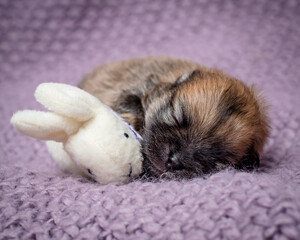A cute little puppy sleeps on a soft plaid next to a plush rabbit
