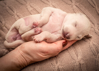 A small, recently born puppy sleeps peacefully in the palm of its owner