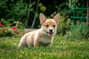 Cute puppy with his tongue hanging out stands on the lawn