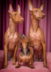 Three red dogs are posing for a photo