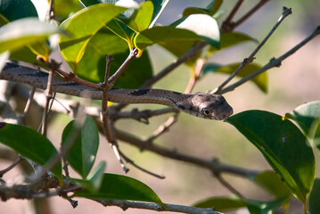 Cobra-cipó (Leptophis ahaetulla) | Parrot Snake