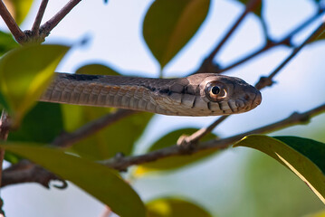 Cobra-cipó (Leptophis ahaetulla) | Parrot Snake