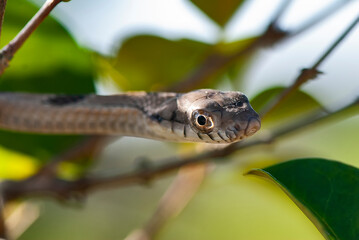 Cobra-cipó (Leptophis ahaetulla) | Parrot Snake