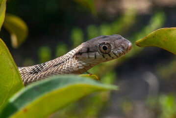 Cobra-cipó (Leptophis ahaetulla) | Parrot Snake