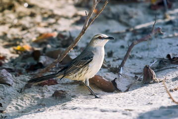 Sabiá-da-praia (Mimus gilvus) | Tropical Mockingbird