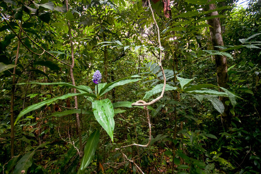 Cana-de-macaco (Dichorisandra thyrsiflora) | Blue Ginger