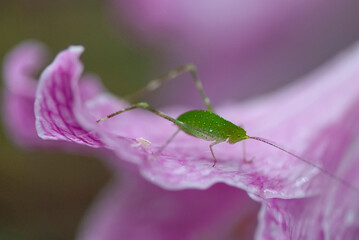 Esperança (Tettigoniidae) |  Green Bush-Cricket e Amarílis (Hippeastrum reticulatum) | Netted-veined amaryllis