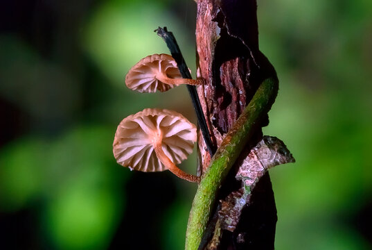 Cogumelos (Fungi) | Mushroom