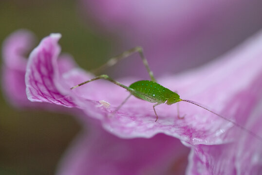 Esperan&ccedil;a (Tettigoniidae) |  Green Bush-Cricket e Amar&iacute;lis (Hippeastrum reticulatum) | Netted-veined amaryllis