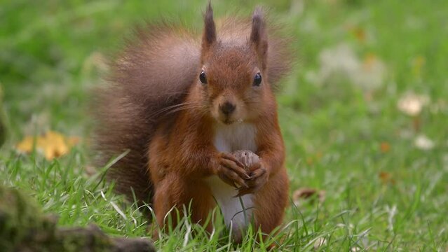 Red squirrel sitting on grass, feeding on hazelnut