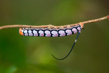 Lagarta (Lepdoptera) | Caterpillar