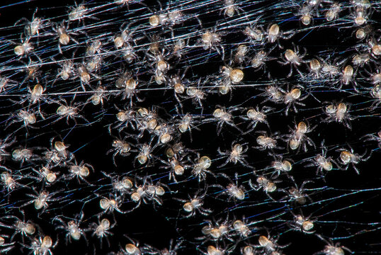 Filhotes de Aranhas (Aracn&iacute;deo) | Baby Spiders