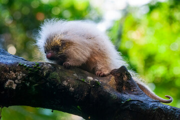 Ouriço-cacheiro-amarelo (Coendou insidiosus) | Hedgehog-yellow