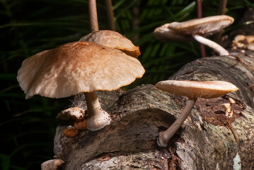Cogumelo (Fungi) | Mushroom