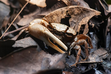 Caranguejo (Crustáceo) | Crabs