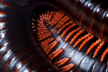 Piolho-de-cobra (Diplopoda) | Millipede
