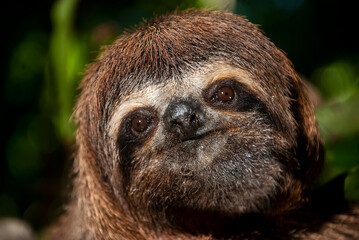 Fototapeta premium Preguiça-comum (Bradypus variegatus) | Brown-throated sloth