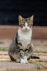 chat