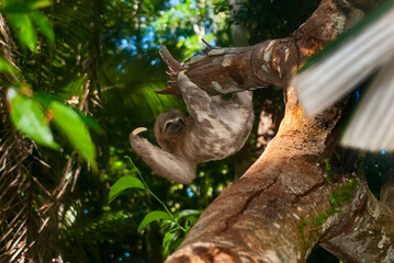 Preguiça-comum (Bradypus variegatus) | Brown-throated sloth