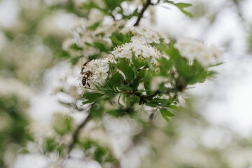 Selective focus of a blooming tree branch with a bee on it