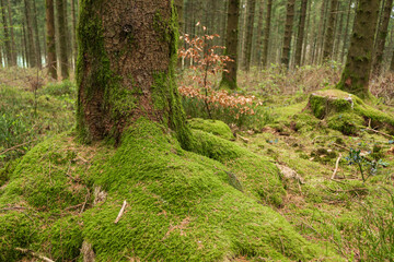 Tree roots covered in moss at Lasgarn Wood, an ancient woodland hillside in Pontypool, Torfaen,...