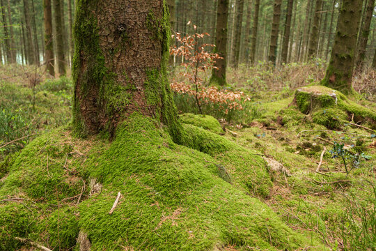 Tree roots covered in moss at Lasgarn Wood, an ancient woodland hillside in Pontypool, Torfaen, Wales