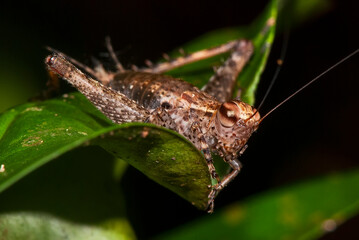 Grilo (Ligypterus) | Cricket