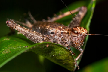 Grilo (Ligypterus) | Cricket