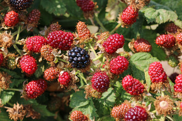 Cultivated ripe and unripe blackberry fruits in close up - obrazy, fototapety, plakaty