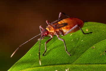 Percevejo (Gênero Jadera) | Assassin bug