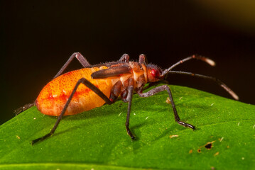 Percevejo (Gênero Jadera) | Assassin bug