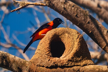 Corrupião (Icterus jamacaii) em casa de João-de-barro | Campo Troupial