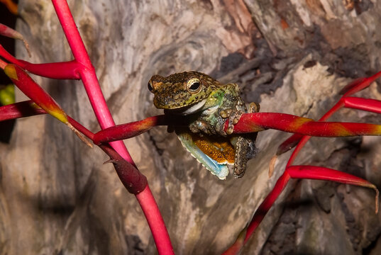 Perereca-Castanhola (Itapotihyla langsdorffii) | Ocellated tree frog