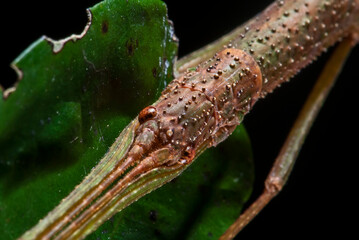 Bicho-pau (Gênero Isagoras) | Stick insect