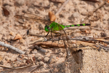 Libélula-verde (Erythemis vesiculosa) | Great pondhawk