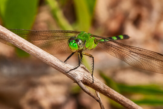 Lib&eacute;lula-verde (Erythemis vesiculosa) | Great pondhawk