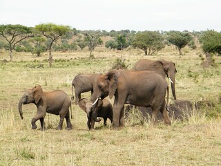 elephants in the savannah