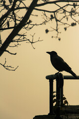 bird on the fence