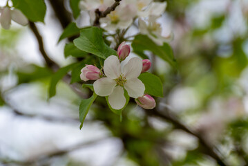 White Crabapple Blossoms On The Tree In Mid May