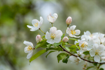 Naklejka na ściany i meble White Crabapple Blossoms On The Tree In Mid May