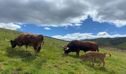 Vacas cachenas en la montaña de Lugo, Galicia