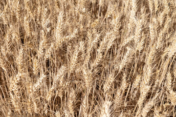 Selective focus of gold grain ready for harvest growing in farm field. Global crisis and price rise
