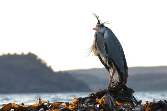 Ardea herodias,  Great Blue Heron close up by the shore in Scotland Moray firth in the orange lite sunset.