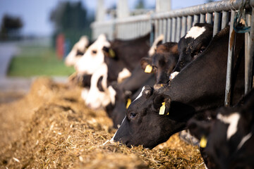 Group of cows eating food outdoors at the farm.