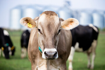 Obraz na płótnie Canvas Heard of cows and farm food storage in background.