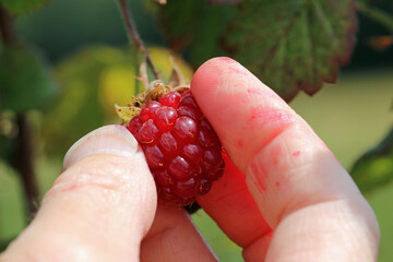 Ripe raspberry fruit being picked by hand in close up
