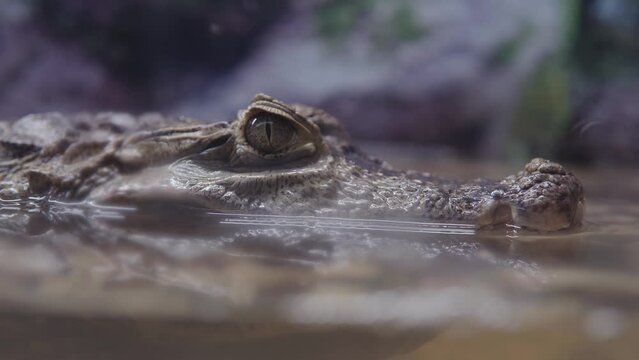 Close-up of a crocodile in the water in zoo.
